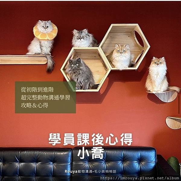 學員課後心得｜小喬｜完整學習動物溝通初階＆進階 超實用必看全