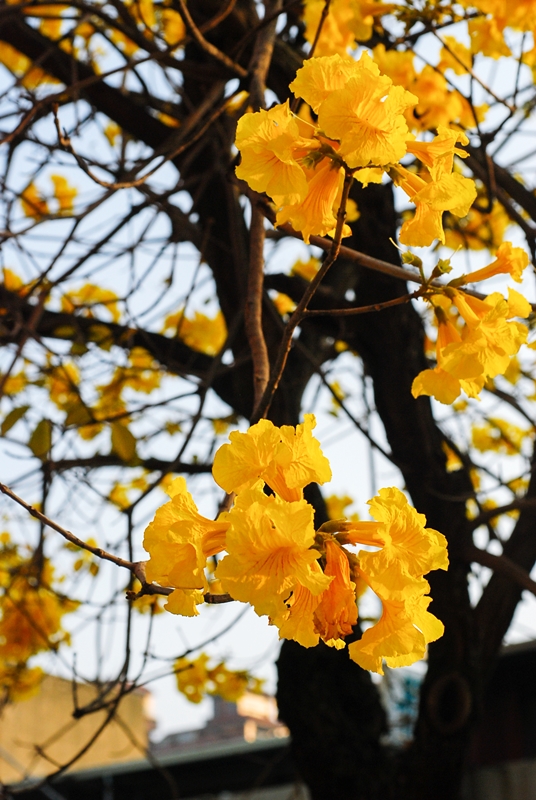 黃花風鈴木