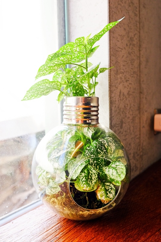 DSCF1891.jpg DSCF1891.jpg