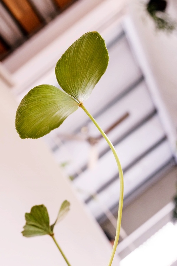 DSCF7435.jpg DSCF7435.jpg