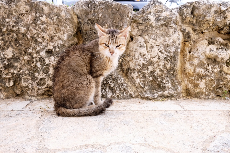 泊城公園5.jpg 泊城公園5.jpg