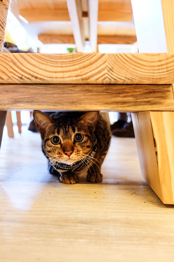 DSCF8544.jpg DSCF8544.jpg