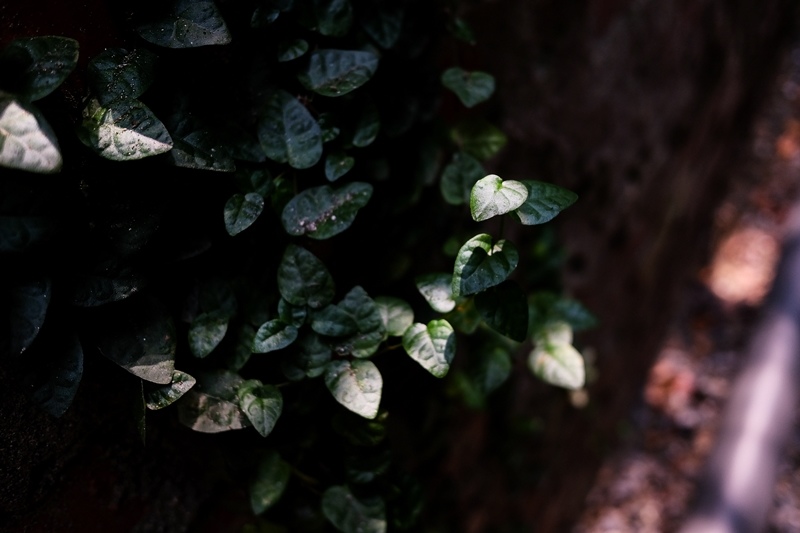 DSCF4889.jpg DSCF4889.jpg