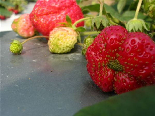 特殊形狀的草莓