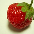 小草莓像櫻桃