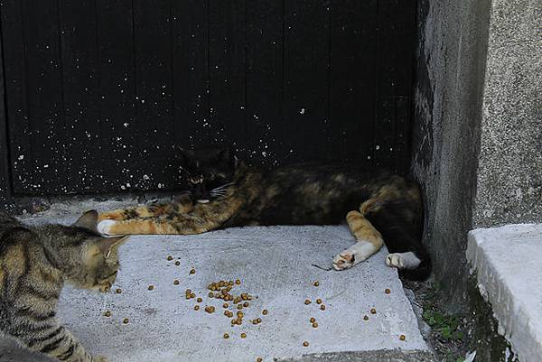 好多飼料都撒一地