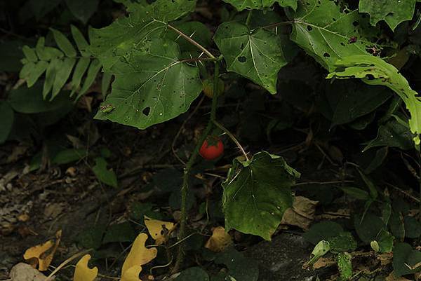 這是蕃茄