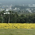 遍地黃金杭菊