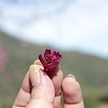 山櫻花好紅