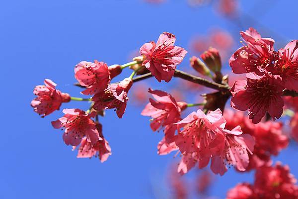 櫻花真美啊……