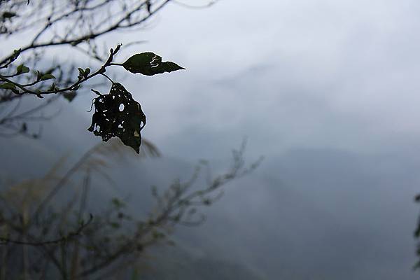 大霧朦朧，很有fu，人都要詩意了起來