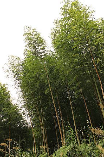 竹林也是溪頭有名的