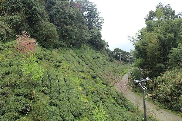 其實喜歡這種茶樹與小路的搭配景緻，如果再有點霧，看起來就像電影場景了啊！