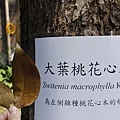 大葉桃花心木 Swietenia macrophylla King