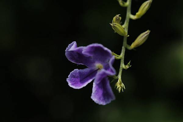 蕾絲金露花