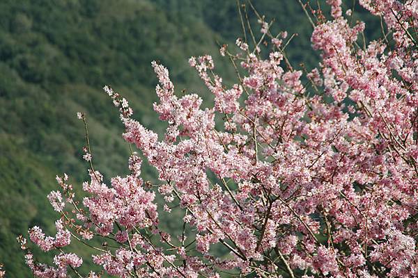 小小、綿密的花瓣