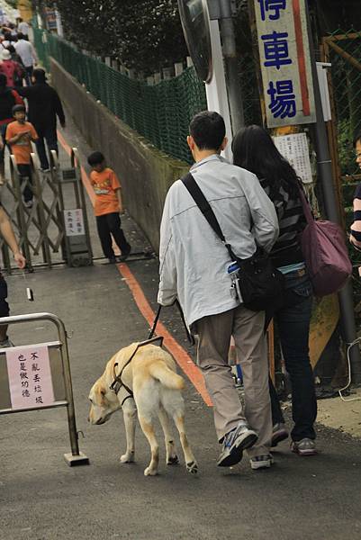 導盲犬兒