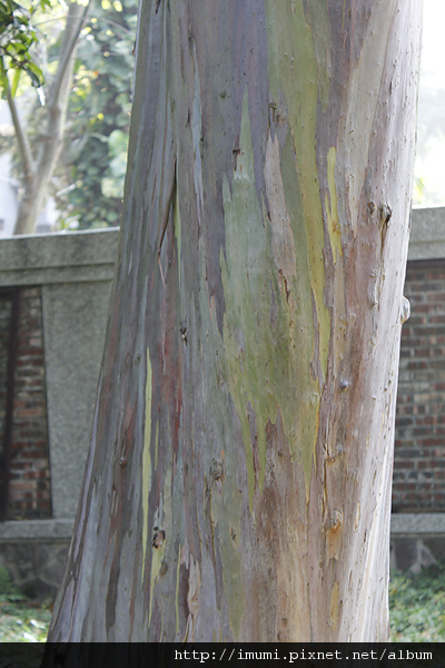 彩色斑斕的樹幹