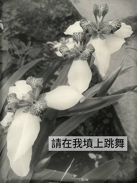 請在我墳上跳舞 請在我墳上跳舞