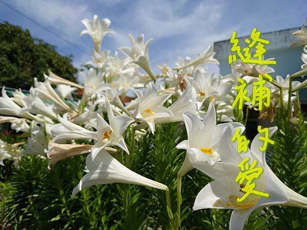 縫補的愛 縫補的愛