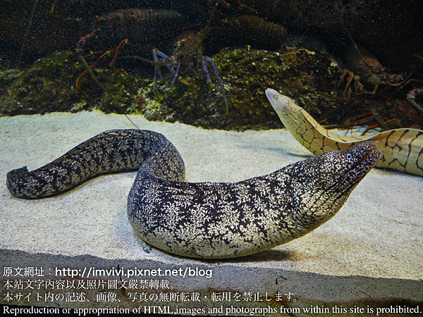 伊勢 海老 飼育