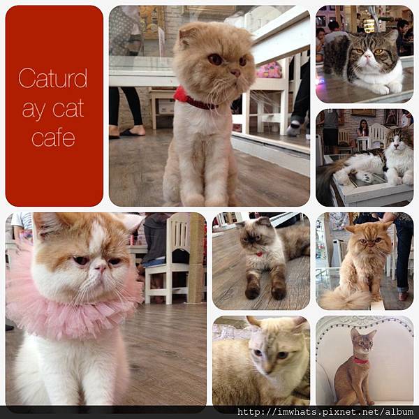 caturday cat cafeIMG_5415.JPG caturday cat cafeIMG_5415.JPG