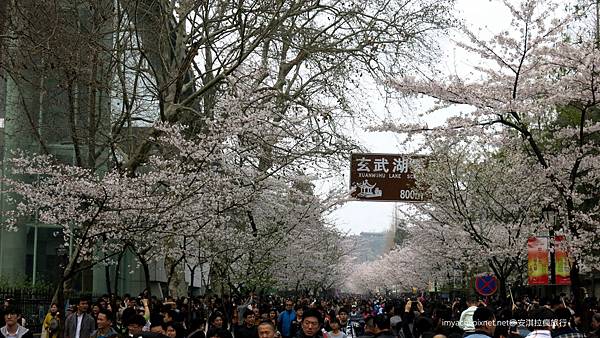 雞鳴寺櫻花