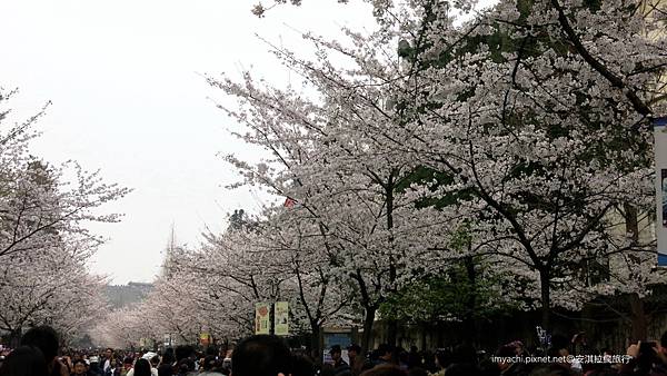 雞鳴寺櫻花