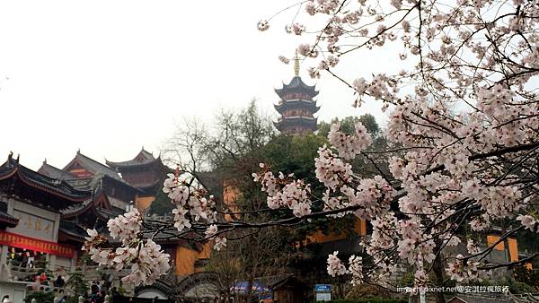 雞鳴寺櫻花