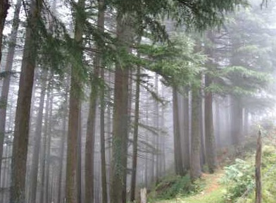 Dalhousie-3