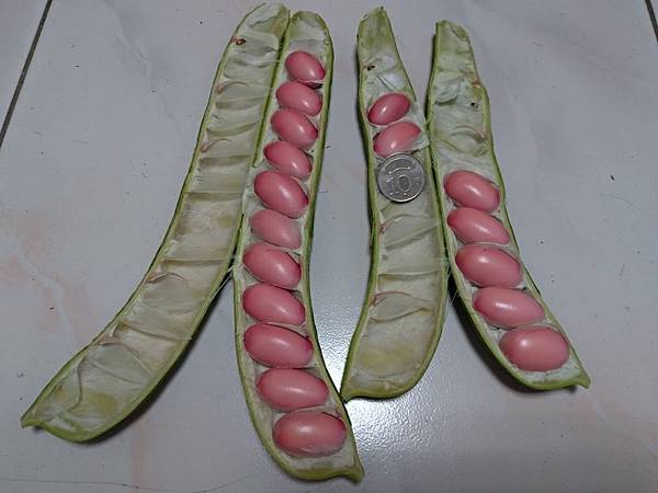 紅鳳豆