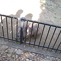 可愛的wombat
