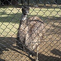 emu-很像駝鳥