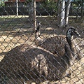 emu