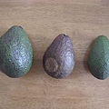 081026-1 客戶Ho Lin自己栽種的Avocado 