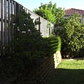081019-1 庭院的fence開出花了 