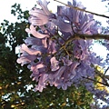 081019-11 Macgregor小學的Jacaranda 