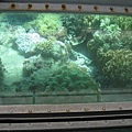 這是搭乘玻璃船去欣賞珊瑚礁