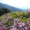 高山杜鵑花