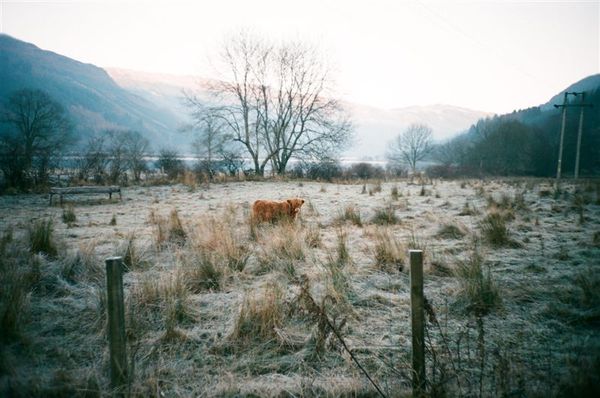 highland cow