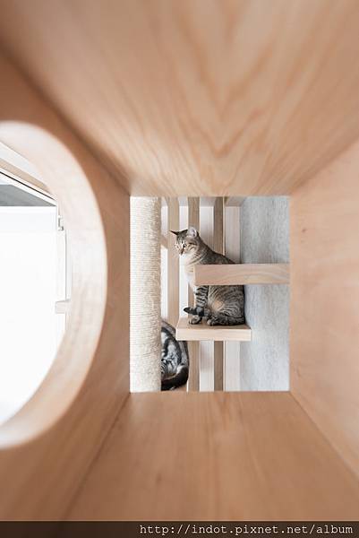 夢想市貓屋_動物-020 - 複製 - 複製.jpg