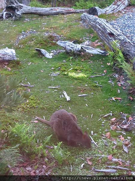 窗戶外面就有wallaby