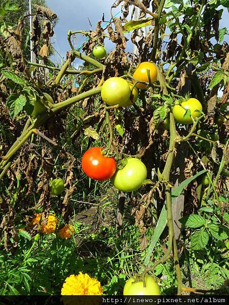 tomato 也是其中一晚的小甜點