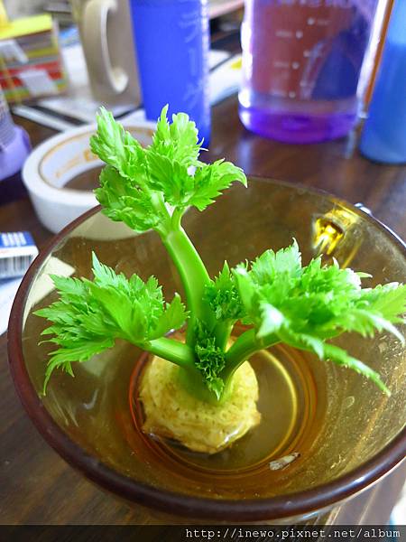 養了 一株celery.