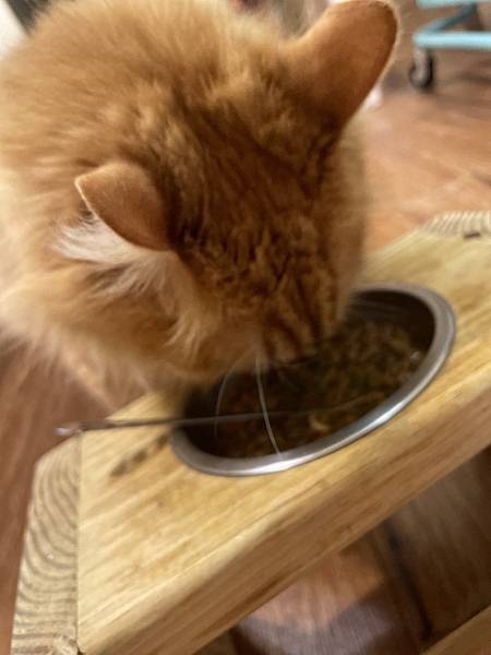 女人知己試用大隊,口碑行銷,部落客行銷,歸毛家族 Good寶寵物保健品,護心寶,視力寶,好吸收的小分子劑型,專業營養師團隊,堅持完整複方,多項國際專利認證,巴西綠蜂膠,游離型葉黃素,保持眼睛明亮,保護視力,專利蚓激酶,輔酵素Q10,幫助血液循環,心血管保健