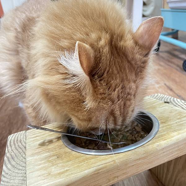 女人知己試用大隊,口碑行銷,部落客行銷,歸毛家族 Good寶寵物保健品,護心寶,視力寶,好吸收的小分子劑型,專業營養師團隊,堅持完整複方,多項國際專利認證,巴西綠蜂膠,游離型葉黃素,保持眼睛明亮,保護視力,專利蚓激酶,輔酵素Q10,幫助血液循環,心血管保健