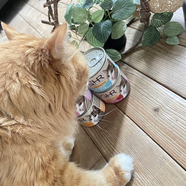 女人知己試用大隊,口碑行銷,部落客行銷,來自純淨自然無汙染的紐西蘭,自然主食罐,GHR 健康主義,GHR,貓用主食罐,貓罐,GHR貓用無穀主食罐,雞肉蔓越莓配方,鹿肉雞肉配方,牛羊加雞配方,刷尾負鼠肉雞肉配方,評價,口碑,適口性佳,心得,紐西蘭GHR,罐頭,貓咪,牛磺酸,軟骨素,維生素關節保健