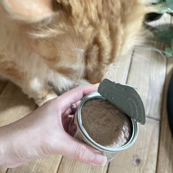 女人知己試用大隊,口碑行銷,部落客行銷,來自純淨自然無汙染的紐西蘭,自然主食罐,GHR 健康主義,GHR,貓用主食罐,貓罐,GHR貓用無穀主食罐,雞肉蔓越莓配方,鹿肉雞肉配方,牛羊加雞配方,刷尾負鼠肉雞肉配方,評價,口碑,適口性佳,心得,紐西蘭GHR,罐頭,貓咪,牛磺酸,軟骨素,維生素關節保健