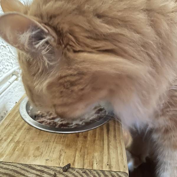 女人知己試用大隊,口碑行銷,部落客行銷,來自純淨自然無汙染的紐西蘭,自然主食罐,GHR 健康主義,GHR,貓用主食罐,貓罐,GHR貓用無穀主食罐,雞肉蔓越莓配方,鹿肉雞肉配方,牛羊加雞配方,刷尾負鼠肉雞肉配方,評價,口碑,適口性佳,心得,紐西蘭GHR,罐頭,貓咪,牛磺酸,軟骨素,維生素關節保健