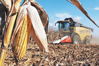 美國政府表示玉米供應吃緊的情況不會改變。.jpg